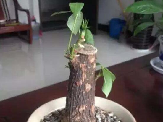 发财树树桩怎么催芽？发财树树桩四个催芽步骤