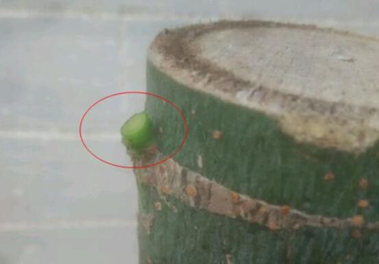 发财树树桩怎么催芽？发财树树桩四个催芽步骤