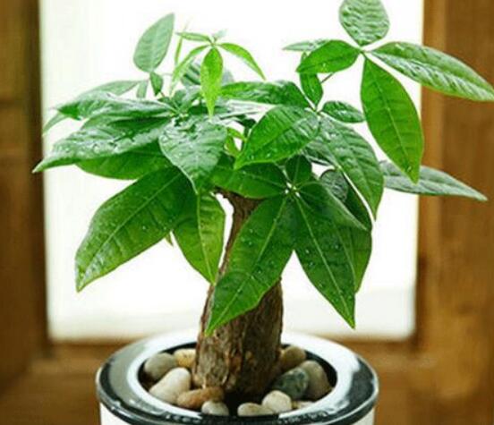 发财树树桩怎么催芽？发财树树桩四个催芽步骤