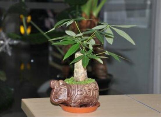 发财树树桩怎么催芽？发财树树桩四个催芽步骤