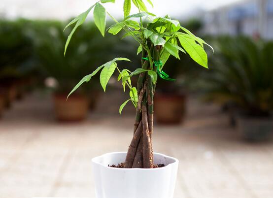 发财树树桩怎么催芽？发财树树桩四个催芽步骤