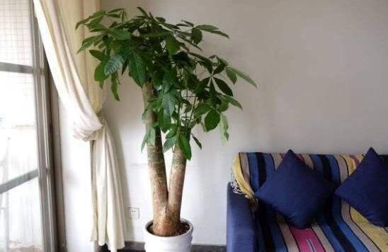 发财树树桩怎么催芽？发财树树桩四个催芽步骤