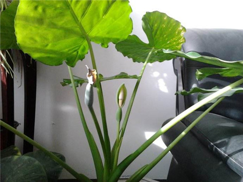 滴水观音开花什么兆头寓意好吗 滴水观音开花后要这样养护哦