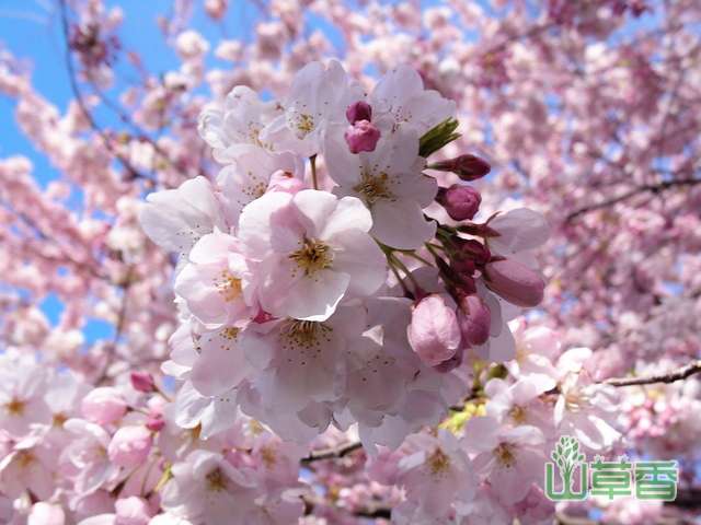 根据樱花品种来赏樱