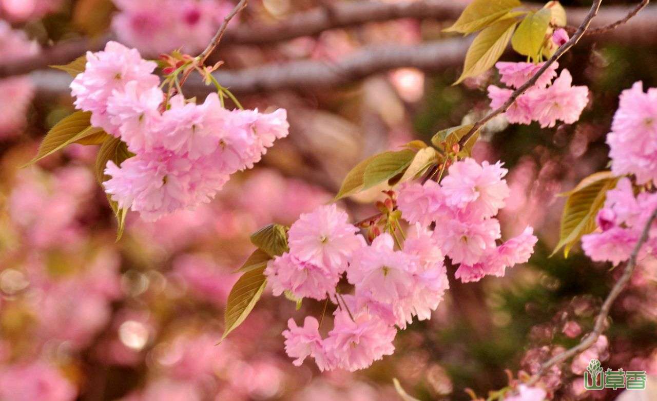 根据樱花品种来赏樱