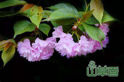 根据樱花品种来赏樱