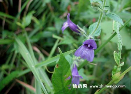 毛麝香花卉图片