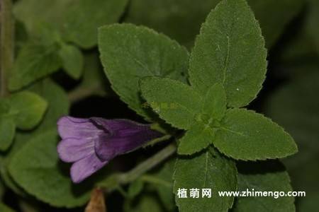 毛麝香花卉图片