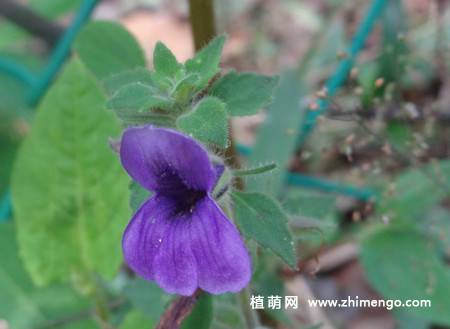 毛麝香花卉图片