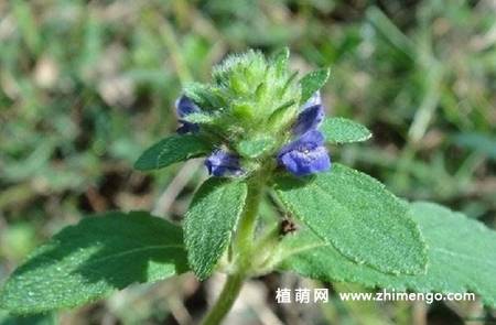 毛麝香花卉图片