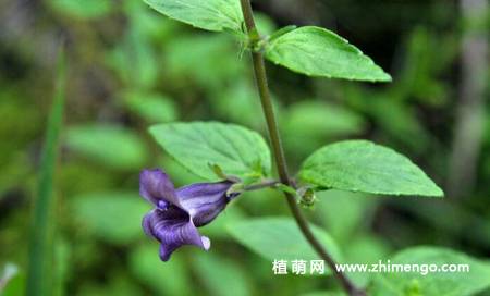 毛麝香花卉图片