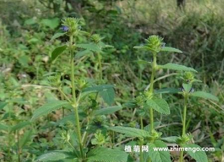 毛麝香花卉图片