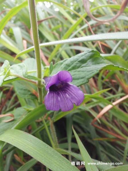 毛麝香花卉图片