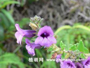 毛麝香花卉图片
