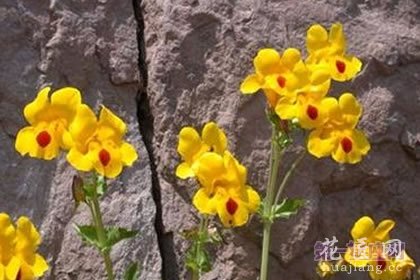 6月17日花语：猿麝香，生日花语发现