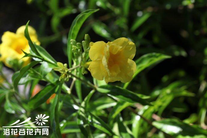 重瓣软枝黄蝉图片