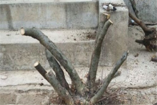 平枝旬子的果实能吃吗？盆景怎么养？怎么浇水和修剪？叶子发黄怎么办？
