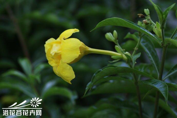 重瓣软枝黄蝉图片