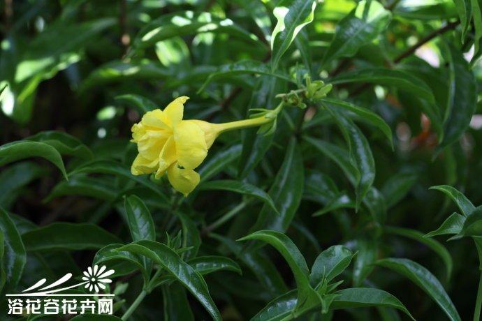 重瓣软枝黄蝉图片