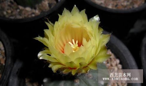 星球花(星冠)病虫害防治