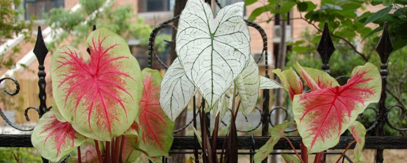 花叶芋养殖卡片，养花叶芋的注意事项