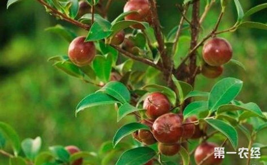 中国油茶之乡在哪？我国的油茶树产地分布