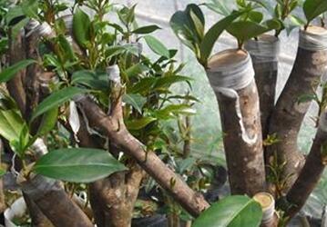 油茶树嫁接茶花寿命长吗？提高嫁接成活率延长寿命