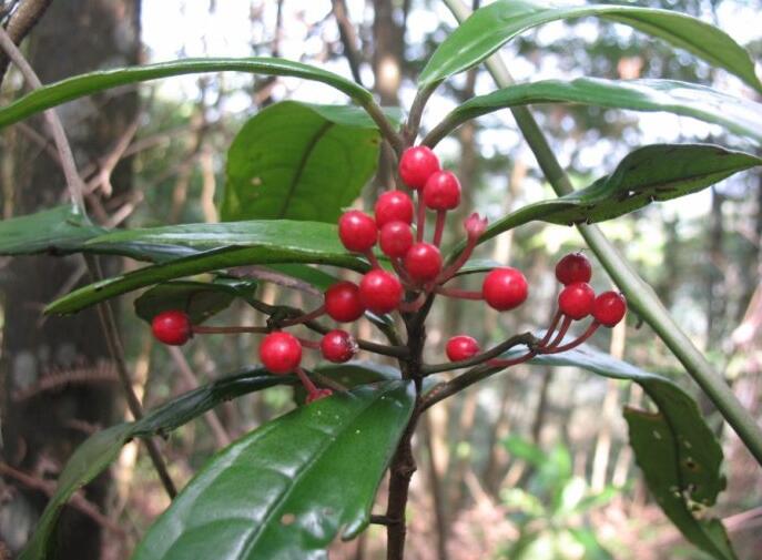 园林绿化中常用的8种耐阴地被植物