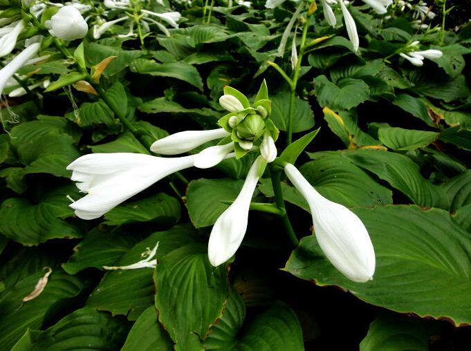 园林绿化中常用的8种耐阴地被植物