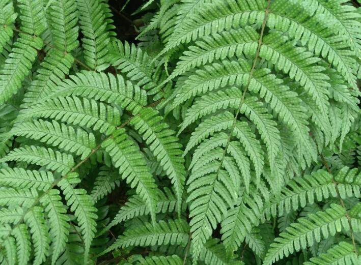 园林绿化中常用的8种耐阴地被植物