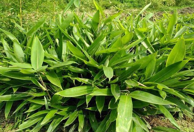 园林绿化中常用的8种耐阴地被植物