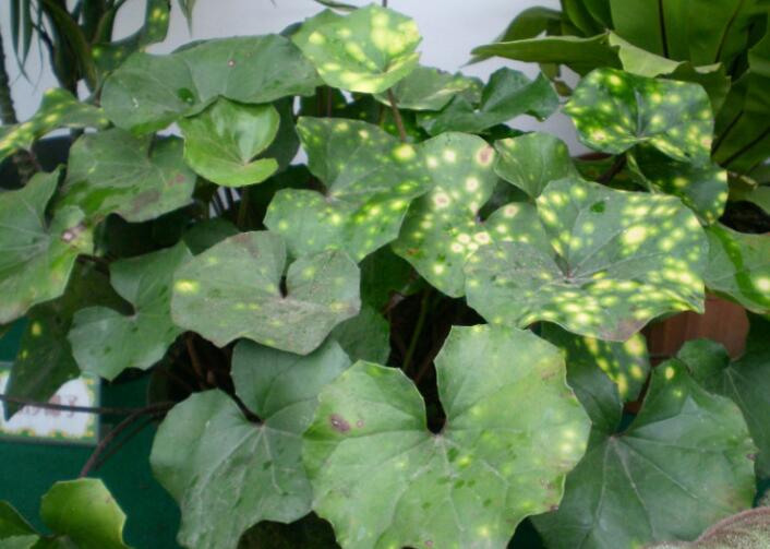 园林绿化中常用的8种耐阴地被植物