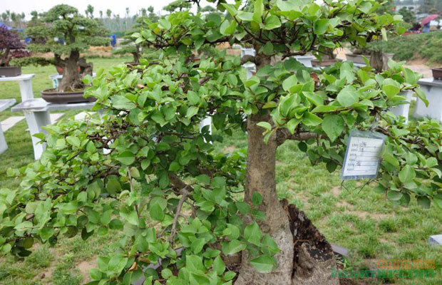 盐碱地种植什么苗木好