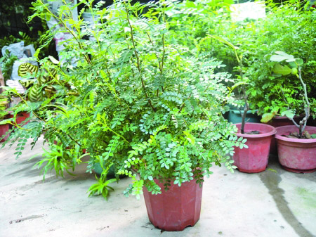驱蚊草是一种什么植物？驱蚊草图片及简介