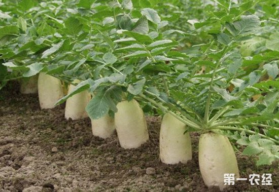萝卜开裂出现深褐色斑点怎么办？萝卜炭疽病的防治方法