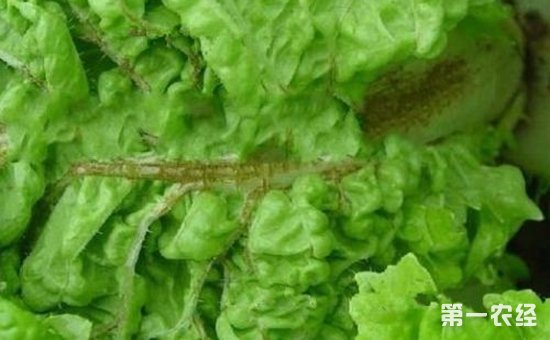白菜染上病害怎么办？白菜常见病害的防治方法