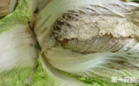 白菜染上病害怎么办？白菜常见病害的防治方法