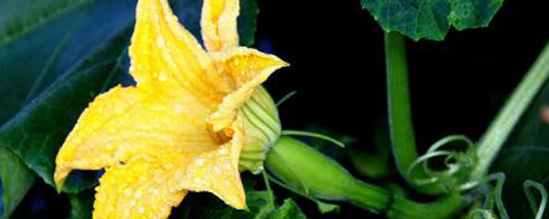 南瓜花是完全花吗