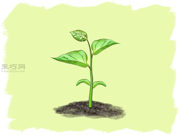 怎么样播种种植辣椒 教你种植辣椒步骤