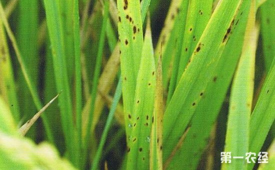 水稻胡麻叶斑病怎么治？水稻胡麻斑病特效药