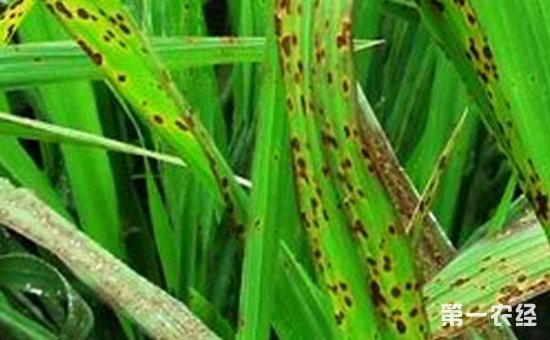水稻胡麻叶斑病怎么治？水稻胡麻斑病特效药