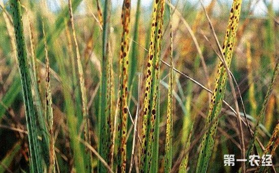 水稻胡麻叶斑病怎么治？水稻胡麻斑病特效药