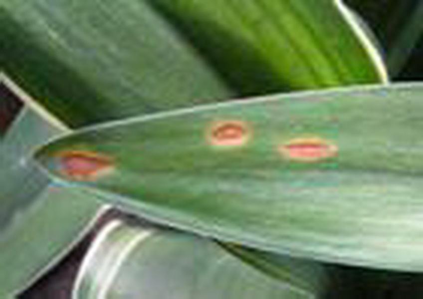 花卉植物病害：一叶兰叶斑病