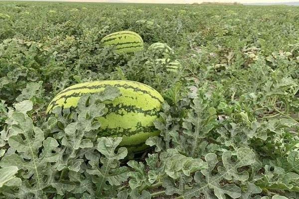 西瓜膨大剂使用方法 注意事项有哪些