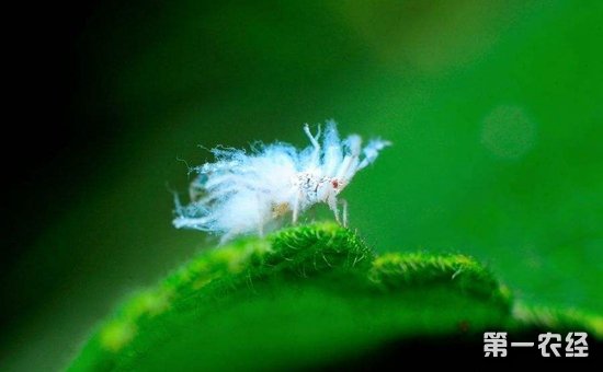 棉花病虫害怎么防治？棉花常见病虫害的防治方法