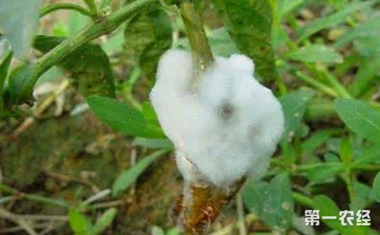 辣椒绵腐病该如何防治？辣椒绵腐病的防治方法