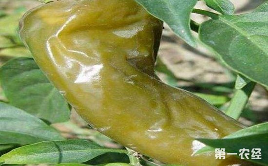 辣椒绵腐病该如何防治？辣椒绵腐病的防治方法