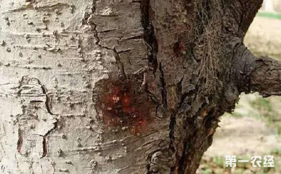 苹果腐烂病由什么引起？苹果腐烂病的发病条件和防治方法
