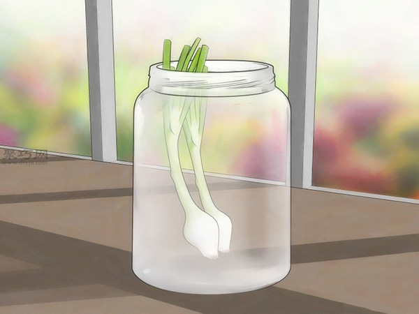 怎么在玻璃罐里种植葱 来看种植大葱教程