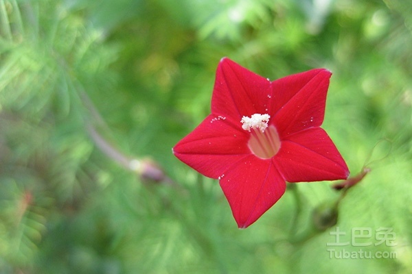 五角星花图片与种植介绍